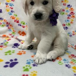 Golden Retriever Puppies from Davidson's Goldens