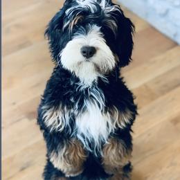 Stella - Bernedoodle
