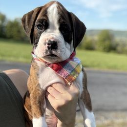 Blue Collar Flashy Brindle Male - Brindle male Boxer puppy in Alpine, New York from Kickin Rooster AKC Boxers