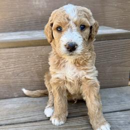 Jack - Red male Bernedoodle puppy in Springville, Utah from Oodles of Bernedoodles