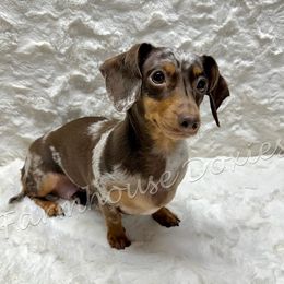 Juniper - Dachshund