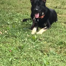 German Shepherd Puppies from Black Swan German Shepherd Dog