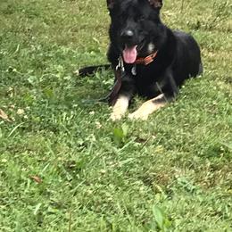 German Shepherd Puppies from Black Swan German Shepherd Dog