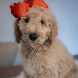Penny - Red  female Poodle puppy in Leonard, Texas from Laird Farms