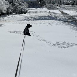 Dachshund All Grown Up from Rissas CrAz Critters