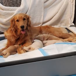 Golden Retriever Puppies from Nutmeg's Golden Puppy Dog