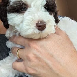 Girl 1 - Black and white Schnoodle puppy in Holmesville, Ohio from Pawsome Puppies