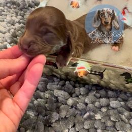 Rusty - Chocolate male Dachshund puppy in Adamsville, Tennessee from Shiloh Ridge Dachshunds