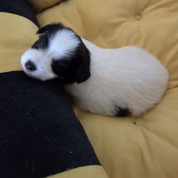 Lily - White and black female Papillon puppy in Cedarville, Ohio from Happy Paps