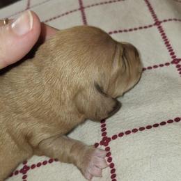 Boy 1 - Dapple male Dachshund puppy in Suffolk, Virginia from Mini Love Bugs