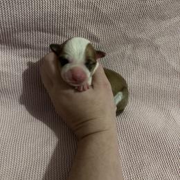 Girl 1 - Fawn female Pembroke Welsh Corgi puppy in Brazoria, Texas from Diamond Bar H