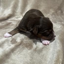 Poppy - Red tri female Toy Australian Shepherd puppy in Miami, Oklahoma from HighEnd Aussies
