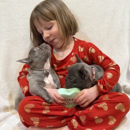 French Bulldog Puppies from Laurelwood Frenchies CA