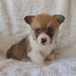 Girl 5 - Red female Pembroke Welsh Corgi puppy in Northwood, Iowa from Sorrel Sands Corgis