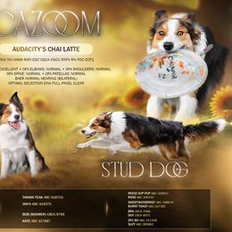 Cazoom - Border Collie