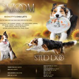 Cazoom - Border Collie