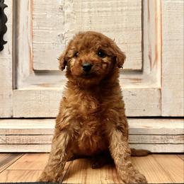 Female 1 - Red  female Goldendoodle puppy in Brooksville, Florida from Kruger Doodles