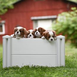 Cavalier King Charles Spaniel Puppies from Cane Creek Cavaliers