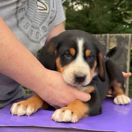 Orange Boy - Black, white and red male Greater Swiss Mountain Dog puppy in Knoxville, Maryland from Dahlgren Swissys