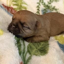 Vivian - Black and tan female Brussels Griffon puppy in Ogden, Utah from Shelly's Brussels Griffons