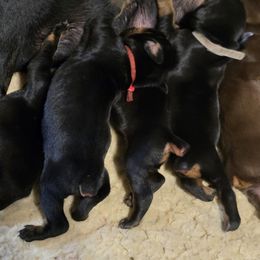 Maroon collar red male - Red and rust male Doberman Pinscher puppy in Houston, Texas from Draggin Dobermans & Great Danes
