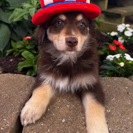 AKC Decaf (Natural Tail) - Red tri-color male Australian Shepherd puppy in Jonesborough, Tennessee from 5AFarms