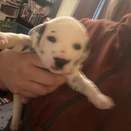 Boy 2 - White and black male Dalmatian puppy in Williamsburg, Ohio from Dewey’s Dals