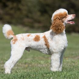 River - Parti male Poodle puppy in Saint Cloud, Minnesota from Grace Kennel