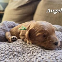 Angel - Red male Cavapoo puppy in Blackfoot, Idaho from Draper Mountain Doodles
