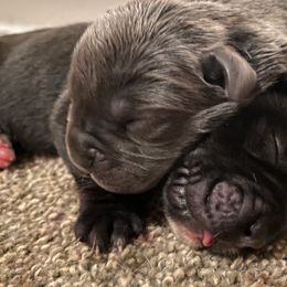 Cane Corso Puppies from Reliance Cane Corso