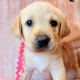 Pink Collar Yellow Female - Yellow female Labrador Retriever puppy in Gainesville, Georgia from Rucker Retrievers