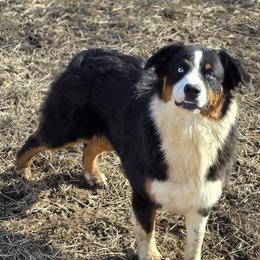 Brooklyn - Australian Shepherd