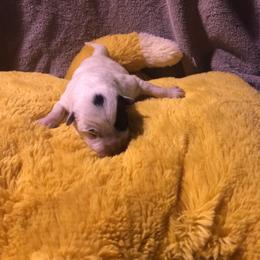 Boy 2 - male Australian Cattle Dog puppy in Sheridan, Oregon from 6pk Cattledogs