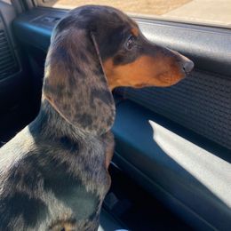 Winnie - Dachshund