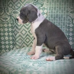 Great Dane Puppies from North Cedar Danes