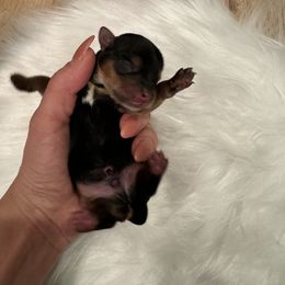 Boy 1 - Yorkshire Terrier puppy in Washington from Yorkiecharm
