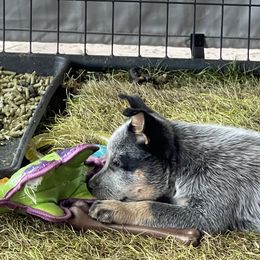 Australian Cattle Dog Puppies from Tin Roof Australian Cattle Dogs