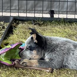 Australian Cattle Dog Puppies from Tin Roof Australian Cattle Dogs