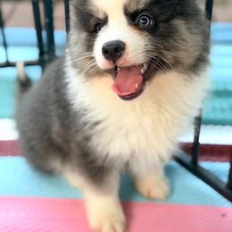 Reaper - Blue male Pomsky puppy in Centerville, Iowa from LJ Kennels Pomskies, LLC