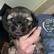 Miss Piggy - Brindle female Cavatzu puppy in Saint Paul, Minnesota from Amy’s Puppy Tzu