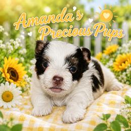 Olivia - Chocolate, tan and white female Yorkshire Terrier puppy in Wartburg, Tennessee from Amanda's Precious Pups