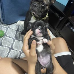 French Bulldog Puppies from Luna and London’s Puppies