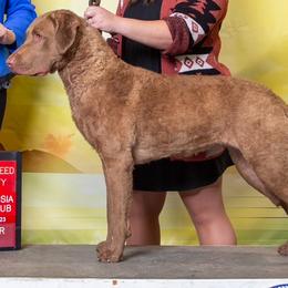 Chesapeake Bay Retrievers from Cypress Pine Kennels