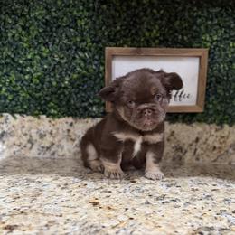 Amora - Tricolors female French Bulldog puppy in Glendale, Arizona from Frenchiepuphub