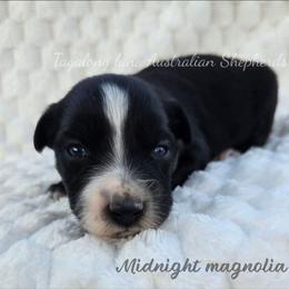 Midnight magnolia - Black & white female Miniature Australian Shepherd puppy in Muskogee, Oklahoma from Tagalong Lane Australian shepherds