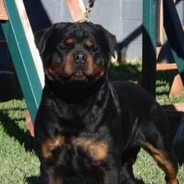Rottweilers from Vom Haus Flores