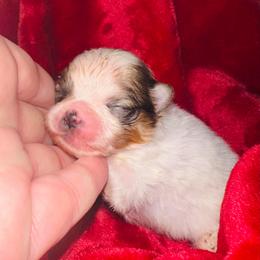 Lucy - Orange parti female Pomeranian puppy in Waterloo, Indiana from Garcias Pomeranian