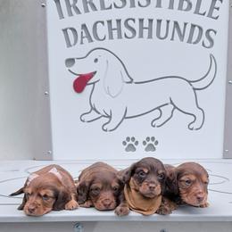 Cameron mom is a European third in group photo - Red male Dachshund puppy in Richmond, Virginia from Irresistible Dachshunds & Cavaliers