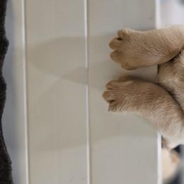 Labrador Retriever Puppies from Eternity Labradors
