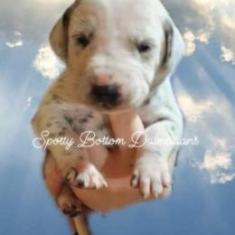 Dalmatian Puppies from Spotty Bottom Dalmatians